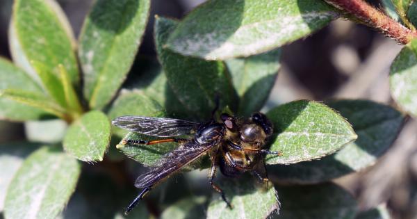 Unknowingly consuming 500 grams of insects annually