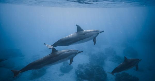 Dolphin conservation: what most don’t know about these creatures