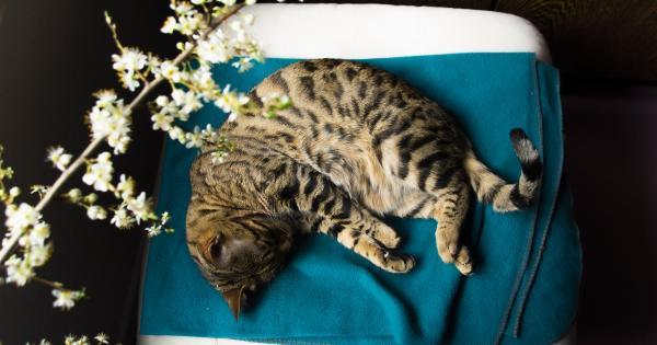 The Domestic Leopard: Living with a Bengal Cat