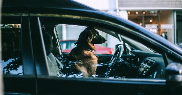 Why the dog won’t get in the car today – and other struggles pet owners know too well!