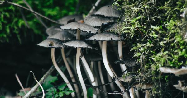 Discover the HPV Fighting Powers of Mushrooms