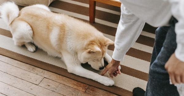 Training Your Dog to Stay Away from the Dinner Table