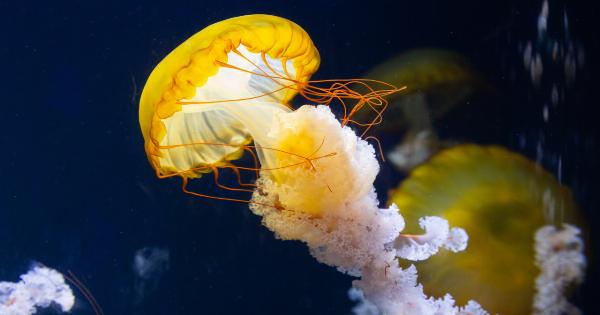 Fish Carry Antibiotics that are Dangerous to Public Health