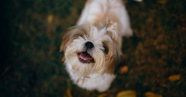 Decoding Canine Communication: Understanding Nose Licking and Tail Hiding