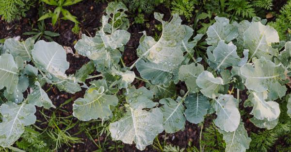 The veggie that lowers cholesterol levels