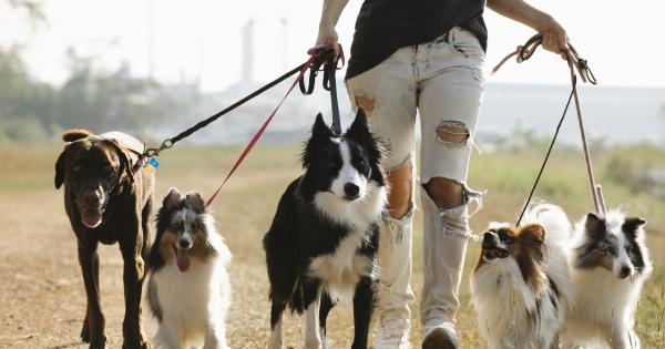 How to Walk Your Dog Without Getting Tangled in Leash Knots
