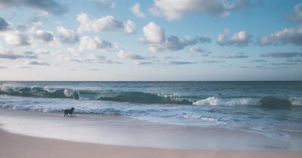 Is it okay to take your dog to the beach for potty breaks?