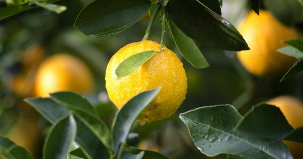 The Power of Lemon Water: Breastfeeding Edition