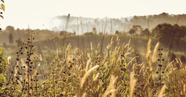 The Golden Cereal That Boosts Iron and Lowers Cholesterol