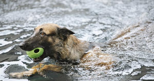 Epileptic Emergency: The Power of Canine Scent