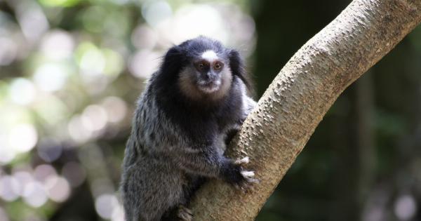 Portugal reports 19 new outbreaks of monkey disease