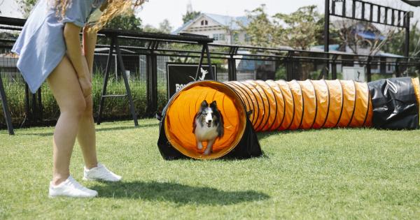 Squirrel and dog play together in adorable video