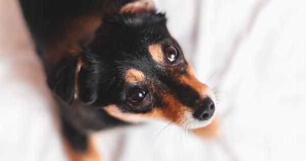 Creating a Clean and Quiet Home: Solutions for Your Dog’s Bedtime and Mealtime Behaviour