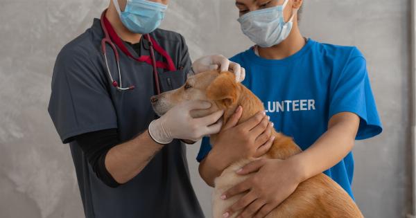 Pet Phobia: Facing the Vet Checkout
