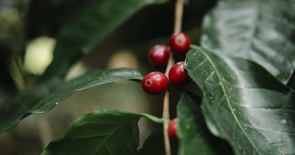 The Fruit that Boosts Fertility