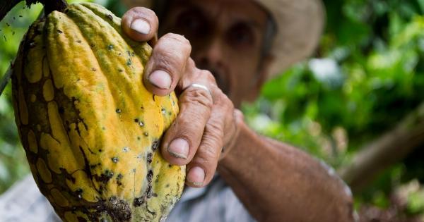 The potential of cocoa in managing diabetes