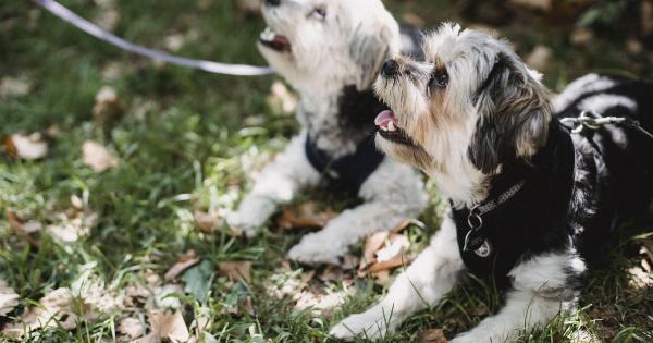 Canine Sense: Why Dogs Sniff Out Occult Spots