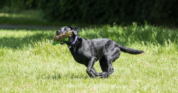 Prevent your dog from running away with these easy steps