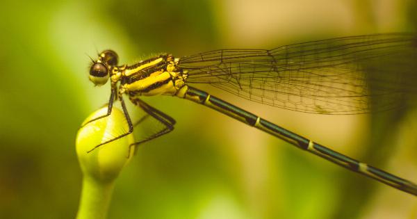 Easy Peasy Insect Repellent