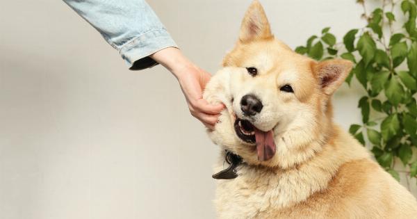 Tricky Canine Behaviors: Is Your Dog Holding Mud?