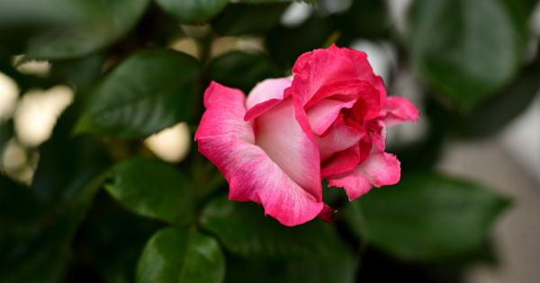 The Therapeutic Benefits of Rose Petals