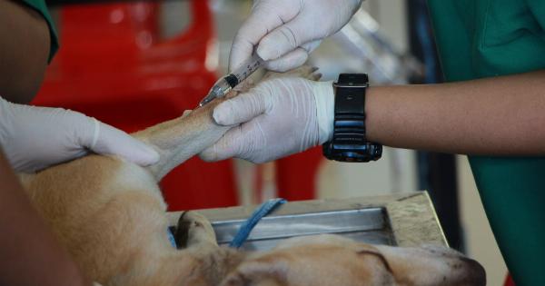 Mischievous dog interrupts surgery with priest