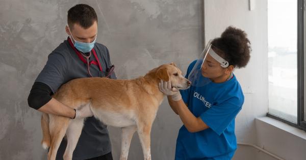 Dog Health 101: The most common issues and what to do about them