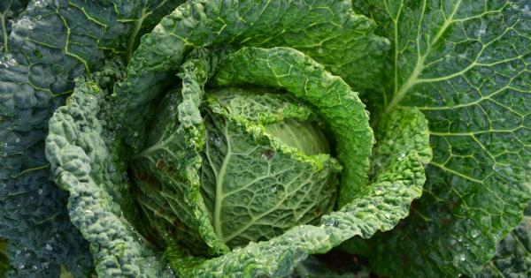 Is cabbage bad for your health?