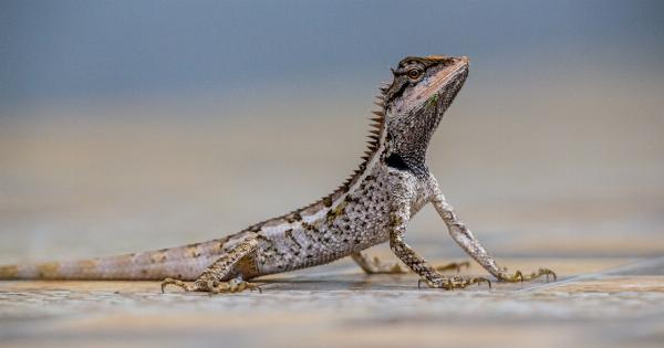 The Fascinating World of Samamides, Chameleons, and Lizards