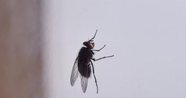 Avoiding Insect Invasion: Tips for a Pest-Free Home