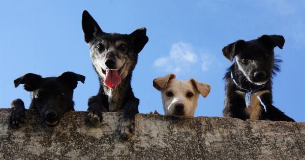 What is the suitability of puppies as hawk dogs?