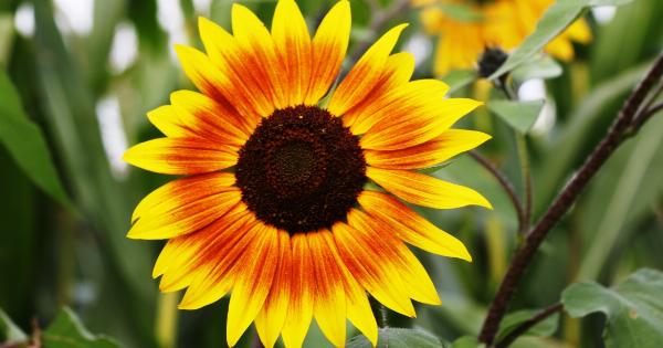 How sunflower seeds can improve your well-being