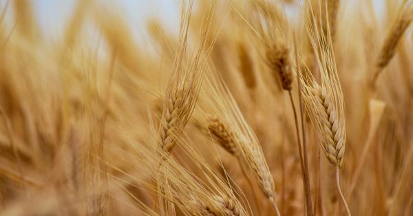 How wheat and chlorophyll benefit our well-being