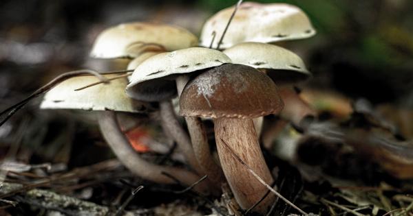 The Anti-Aging Benefits of Mushrooms
