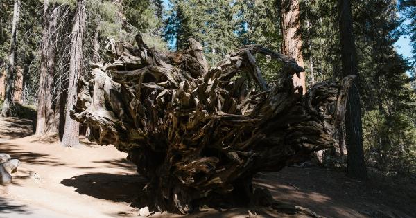 Powerful Root for Hypertension and Indigestion