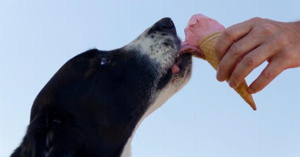 Respect your dog’s space: reasons why you shouldn’t bother them while eating
