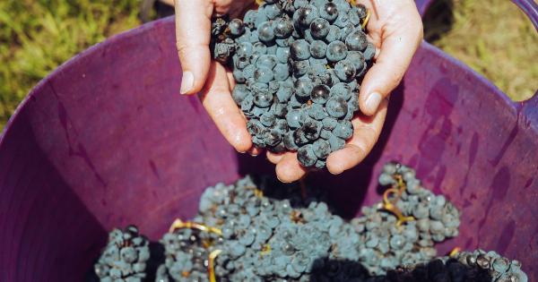 The winter’s most nutritious produce