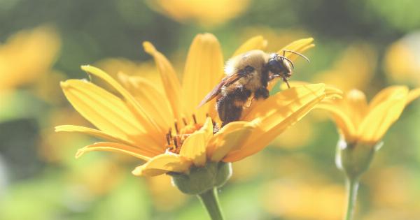 Honey and Lemon: A Natural Beauty Secret