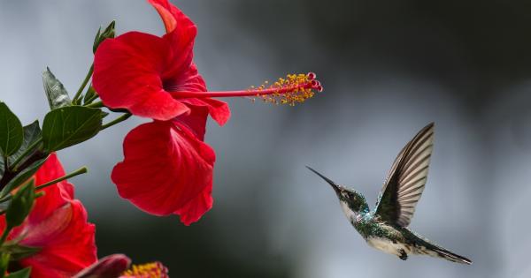 The Miraculous Benefits of Hibiscus Decoction