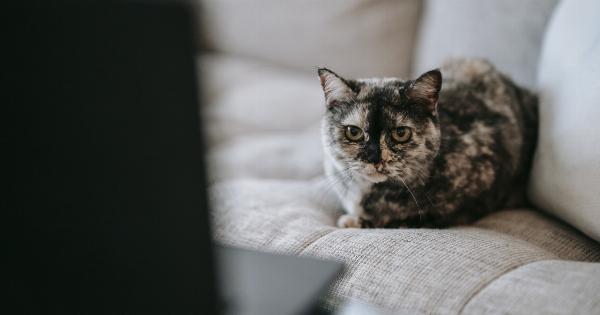 Is Your Cat Acting Strange? Watch Out for these 4 Behaviors