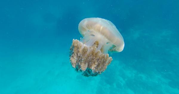 Simple Remedies for Jellyfish Sting