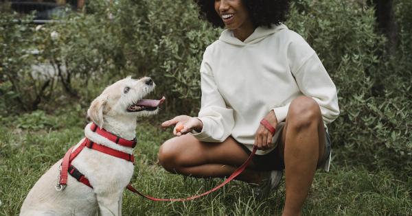 Train with Your Furry Friend