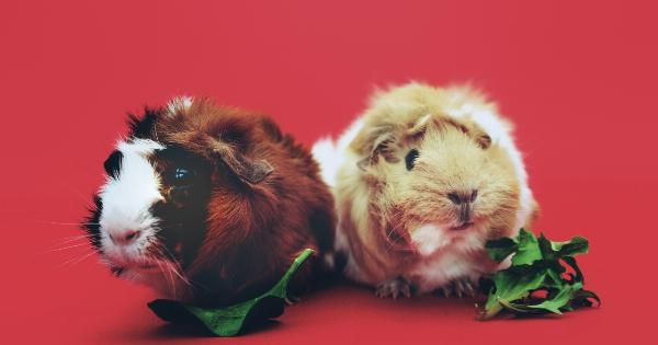 Two Adorable Rodents Who Can’t Get Enough Hugs – Who’s Who?