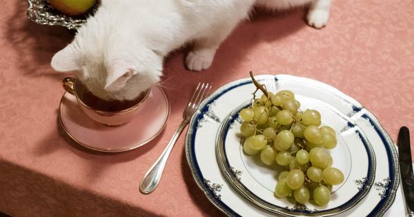 Uncovering reasons for your cat’s excessive eating