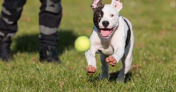 Why Won’t You Chase the Ball, Dog?