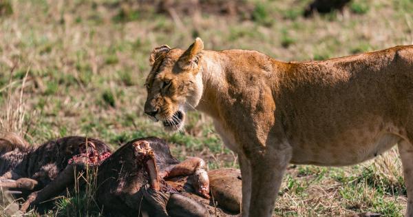 Animal Proteins: Are They Killing Us Young?