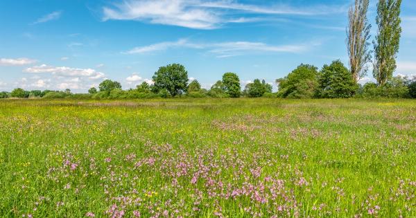 Natural remedies: Wildflowers for colds and joint pains