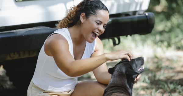 How to Remove Dog Hair from Your Car