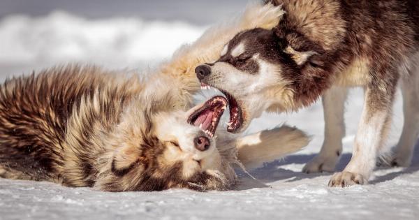 Don’t Get Bit! 5 Ways to Avoid Aggressive Dogs