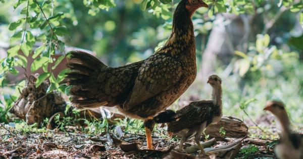 Gastroenteritis in Chickens: How to Spot the Symptoms